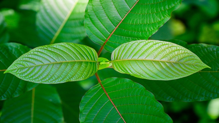 The Perfect Combination of Sweet Treats and Kratom Benefits